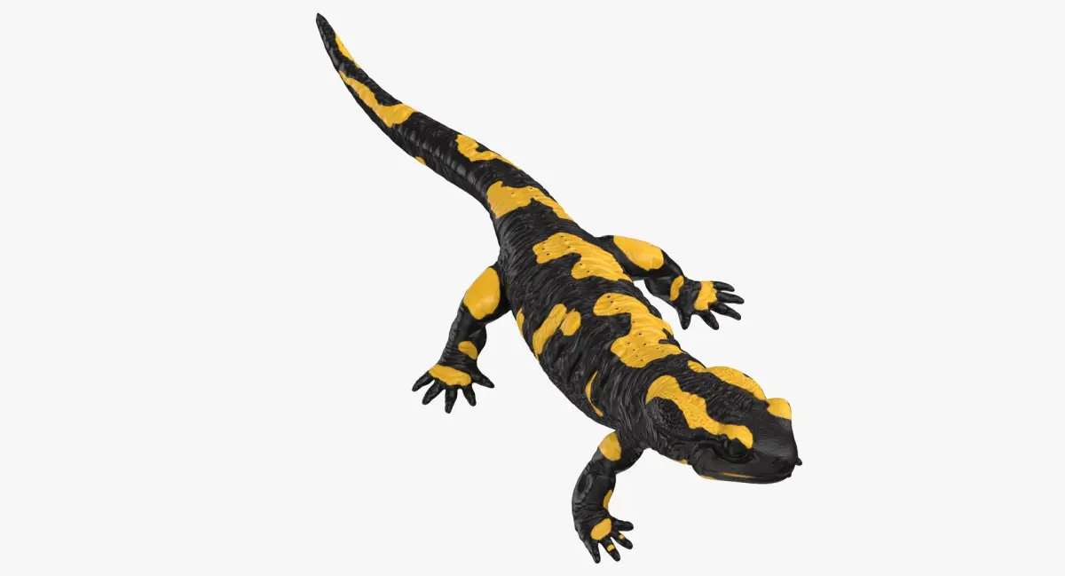 Salamander Standing 3D model