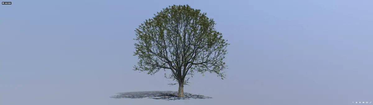 Tree 002 Free 3D model