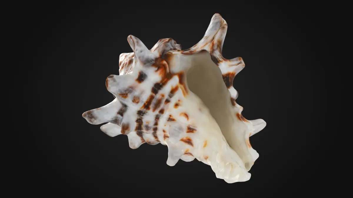 Vasum Turbinellus 3D model