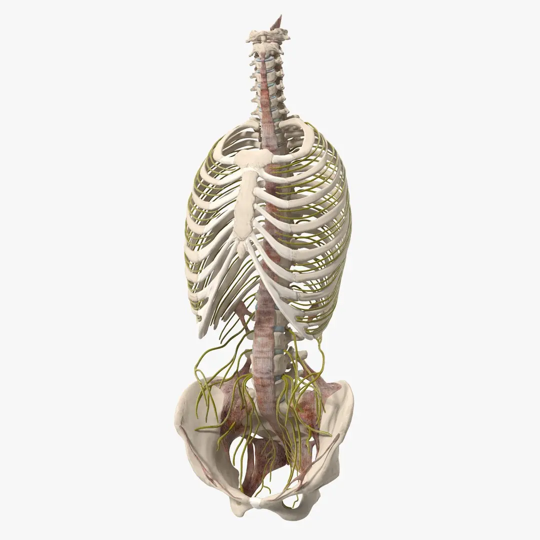 Female Spine Anatomy 3D model