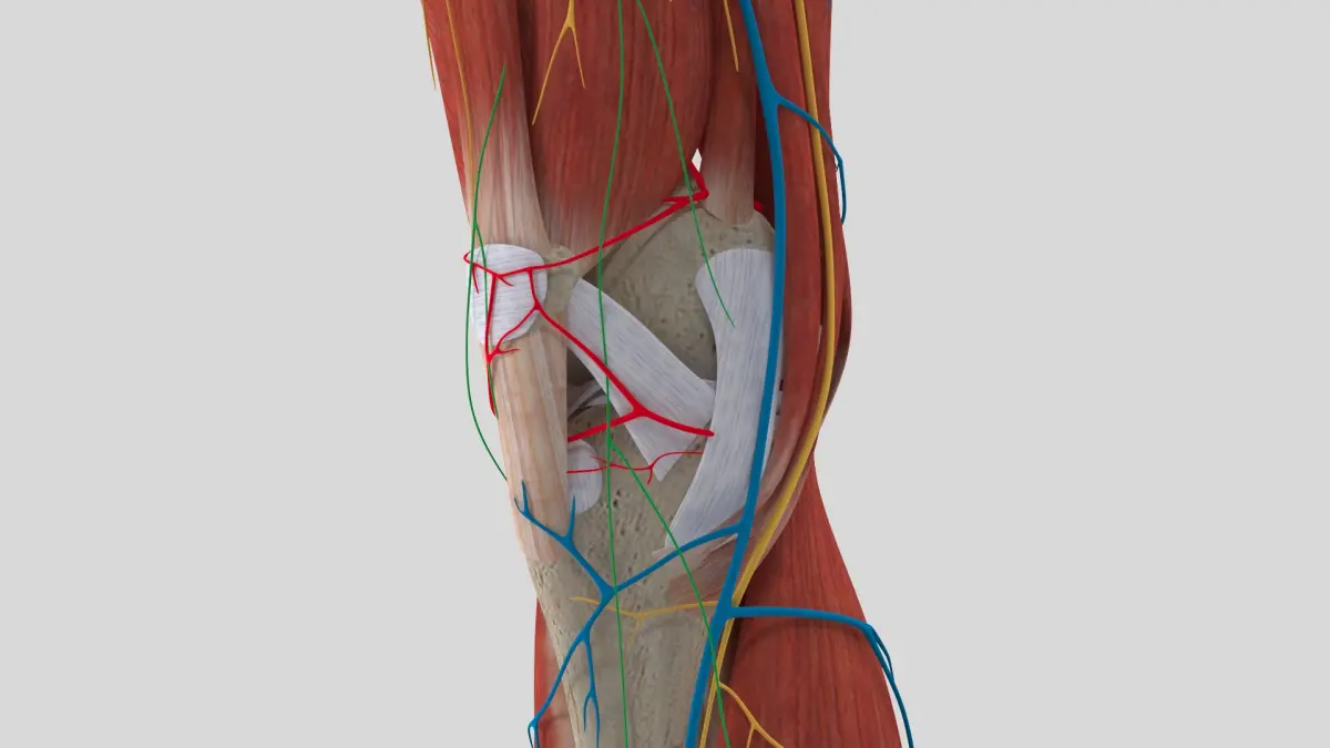Complete Knee Anatomy 3D model