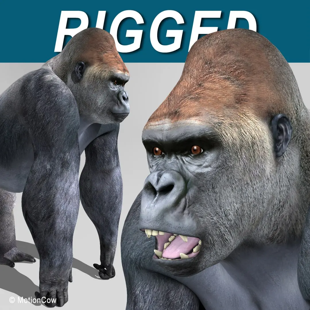 Gorilla 3D model 8