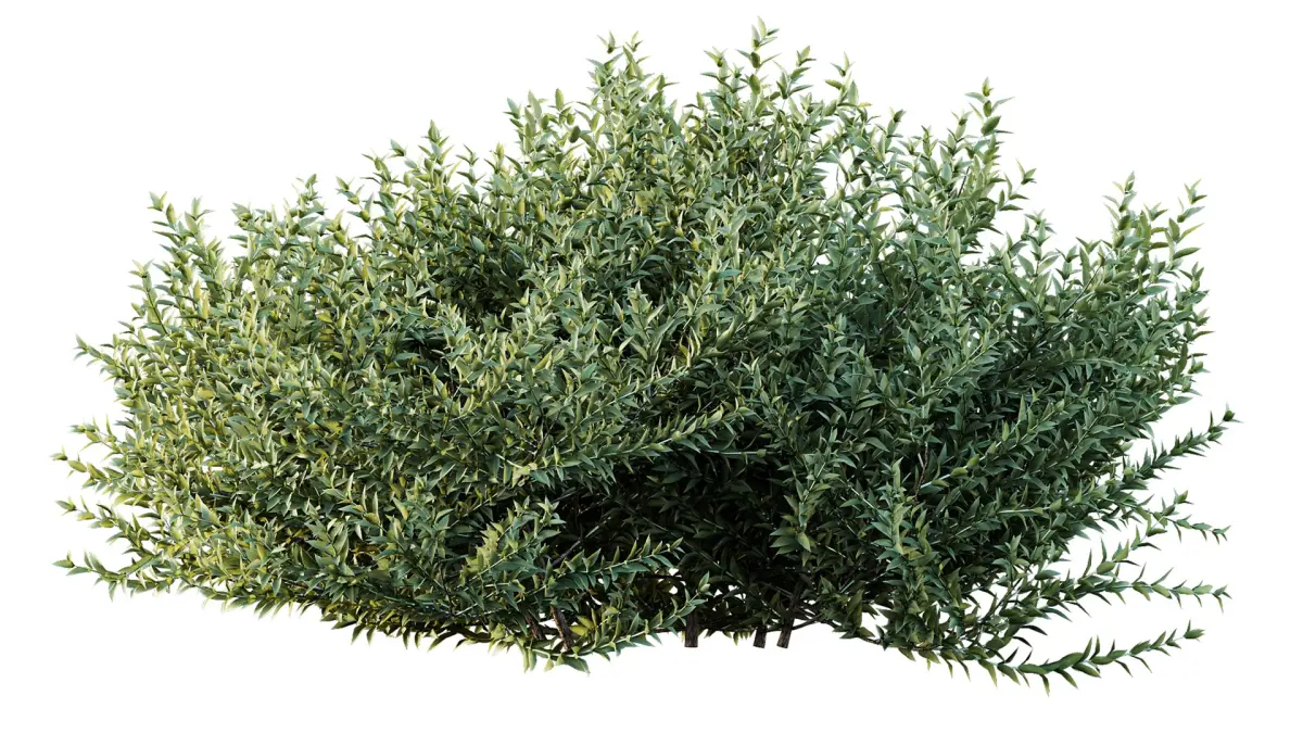 AV Gray Box Westringia Fruticosa Coastal Rosemary 3D model