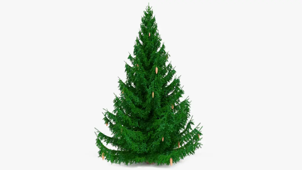 Coniferous Spruce Tree with Cones Green 3D model