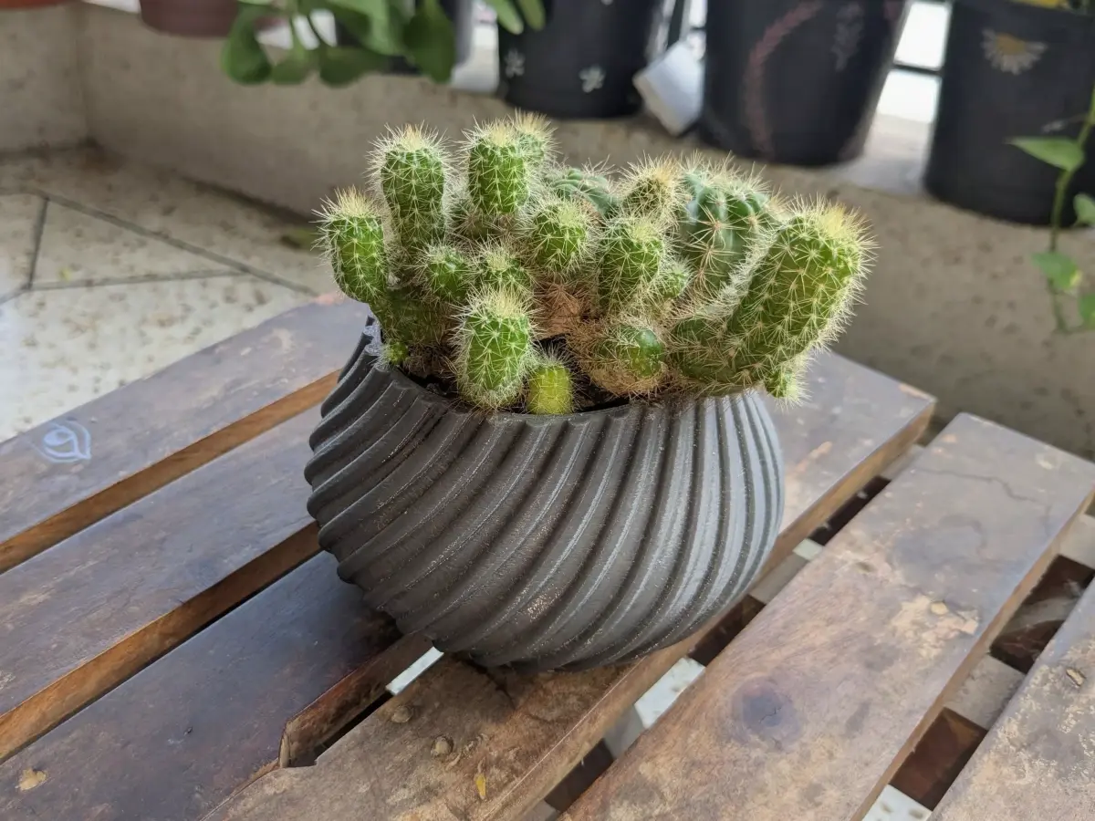 Spiral Cactus Pot A 3D Printed Minimalist Design Free 3D print model