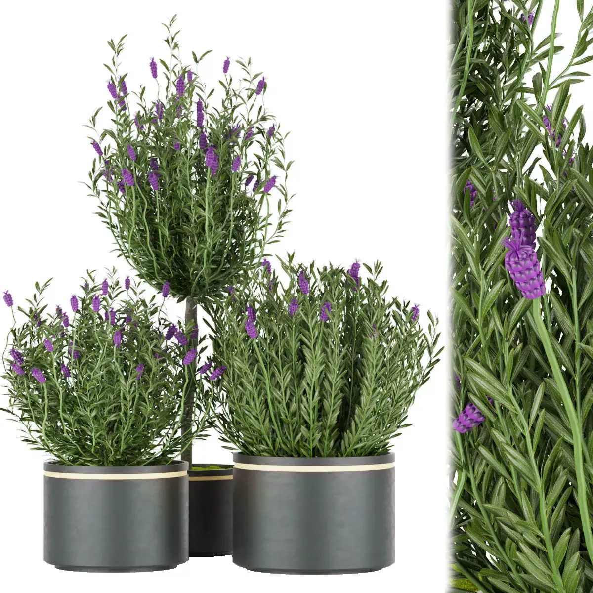 Collection plant vol 60 Free 3D model