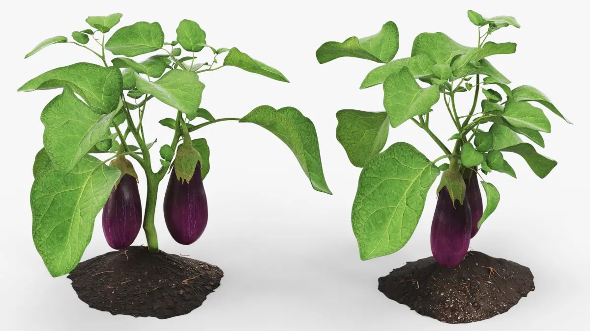 Eggplant Plant with Root Soil Purple 3D model