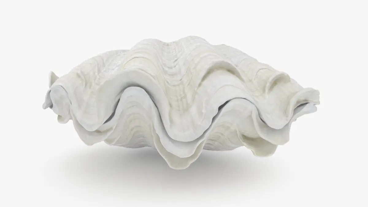 Giant Clam Shell 3D model