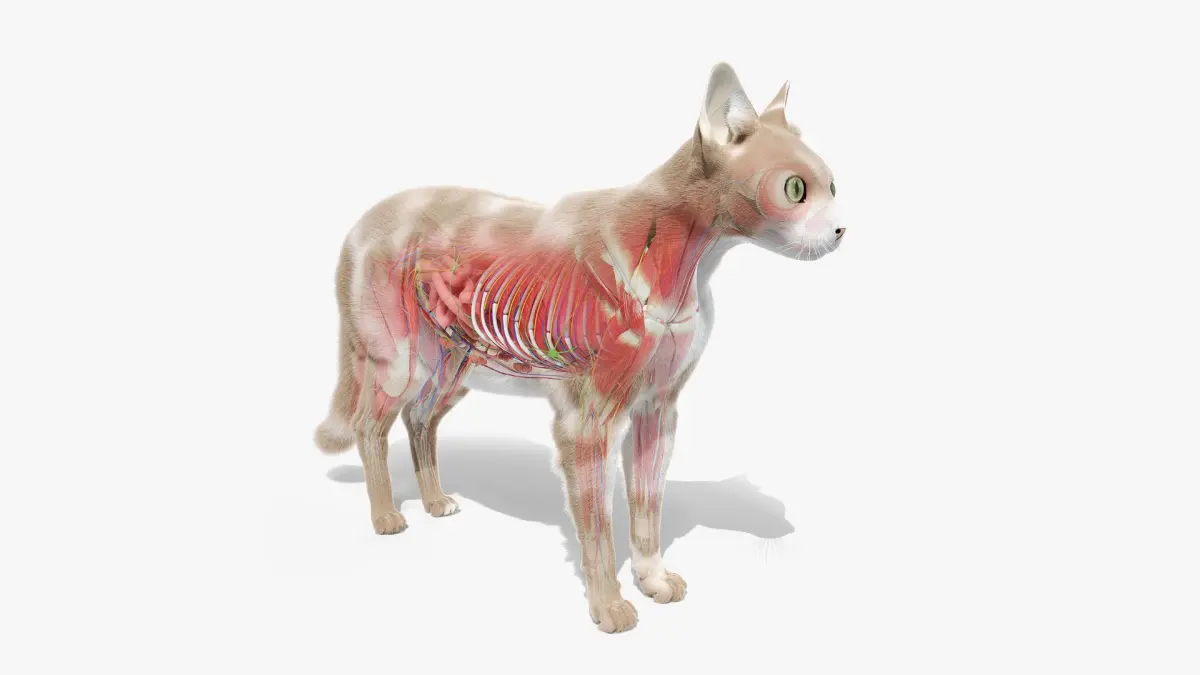 Full Cat Female Anatomy Static 3D model purchase