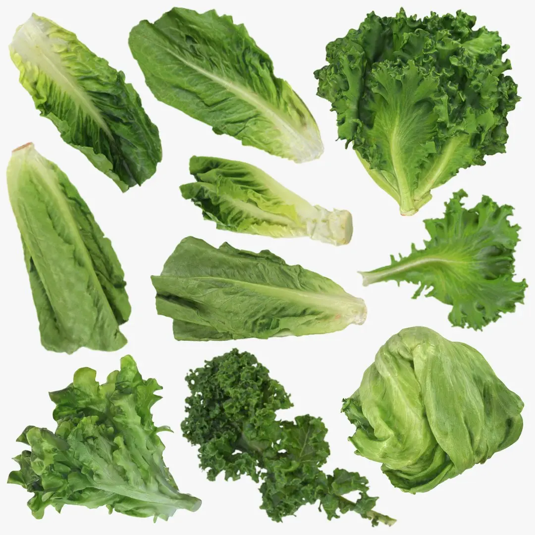 Lettuce Collection 3 3D model