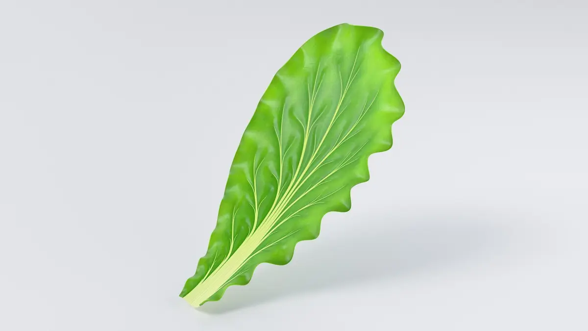 Cartoon Lettuce 3D model