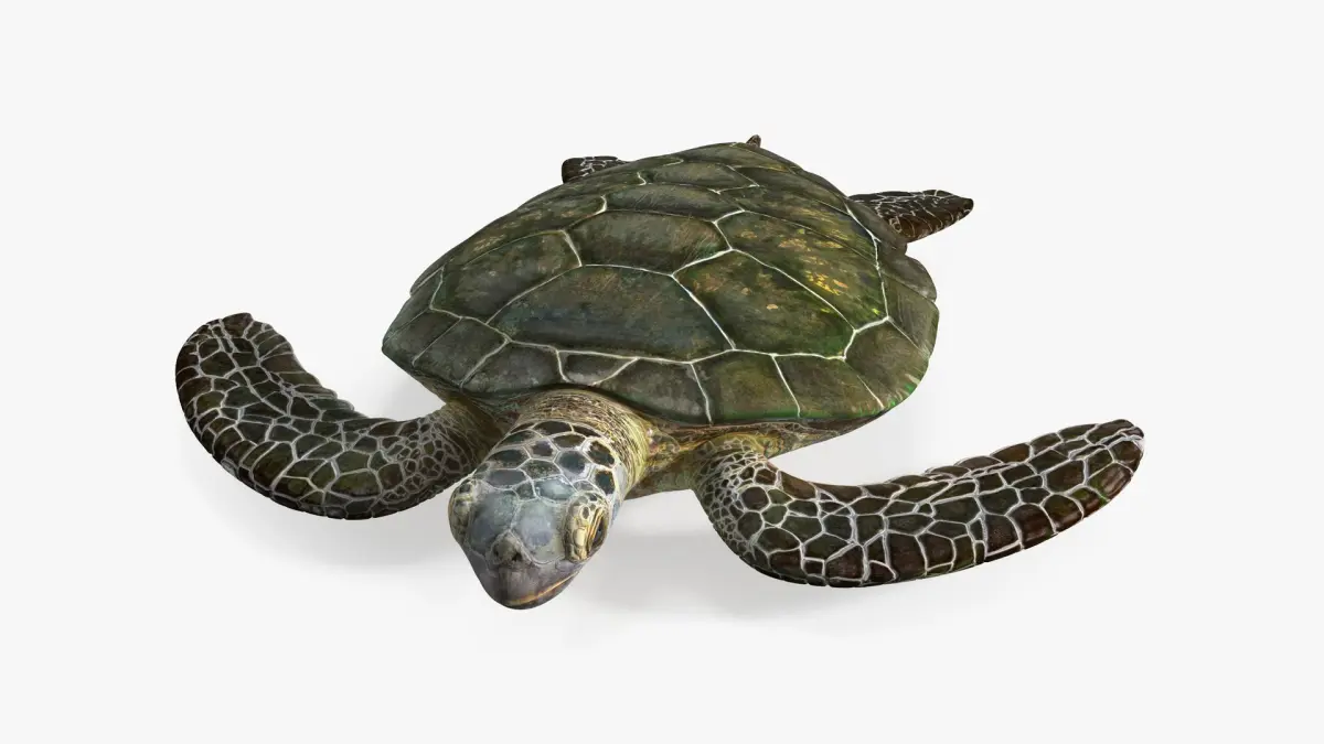 Realistic Sea Turtle Rigged for Cinema 4D 3D model