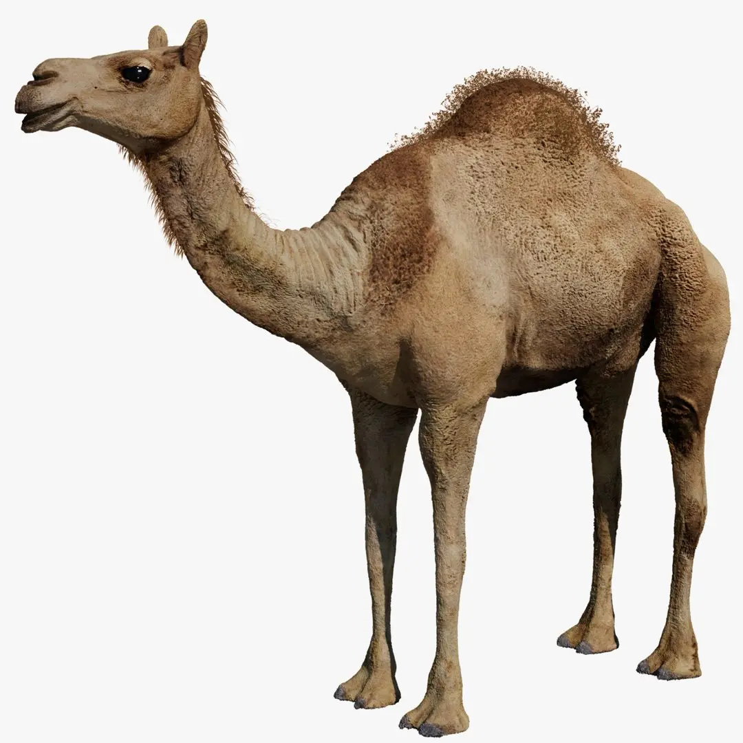 Camel Rigged No fur 3D 3D model