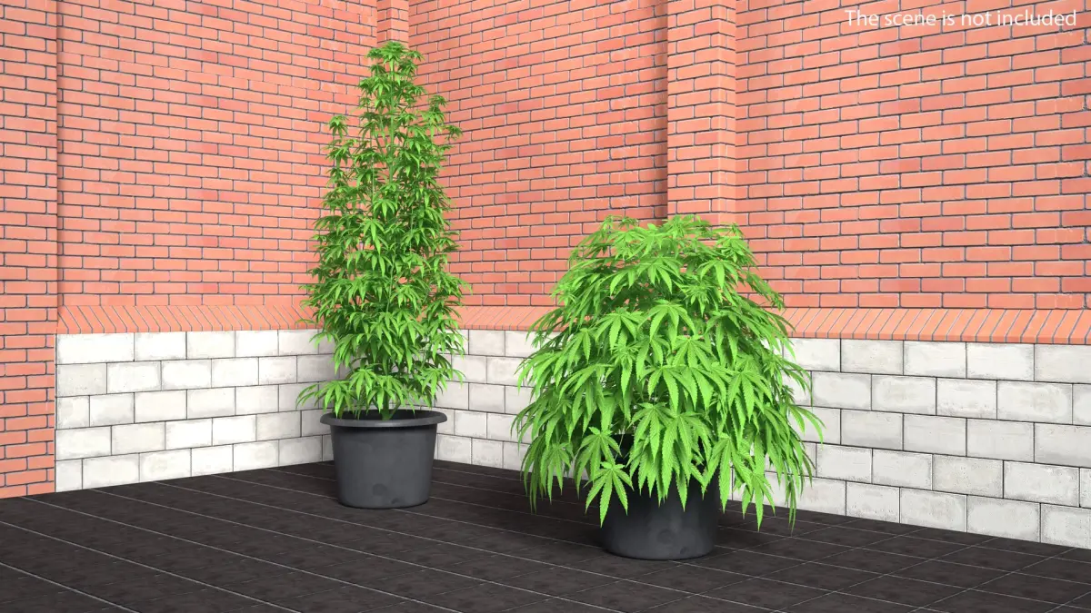 Marijuana Plant 3D model