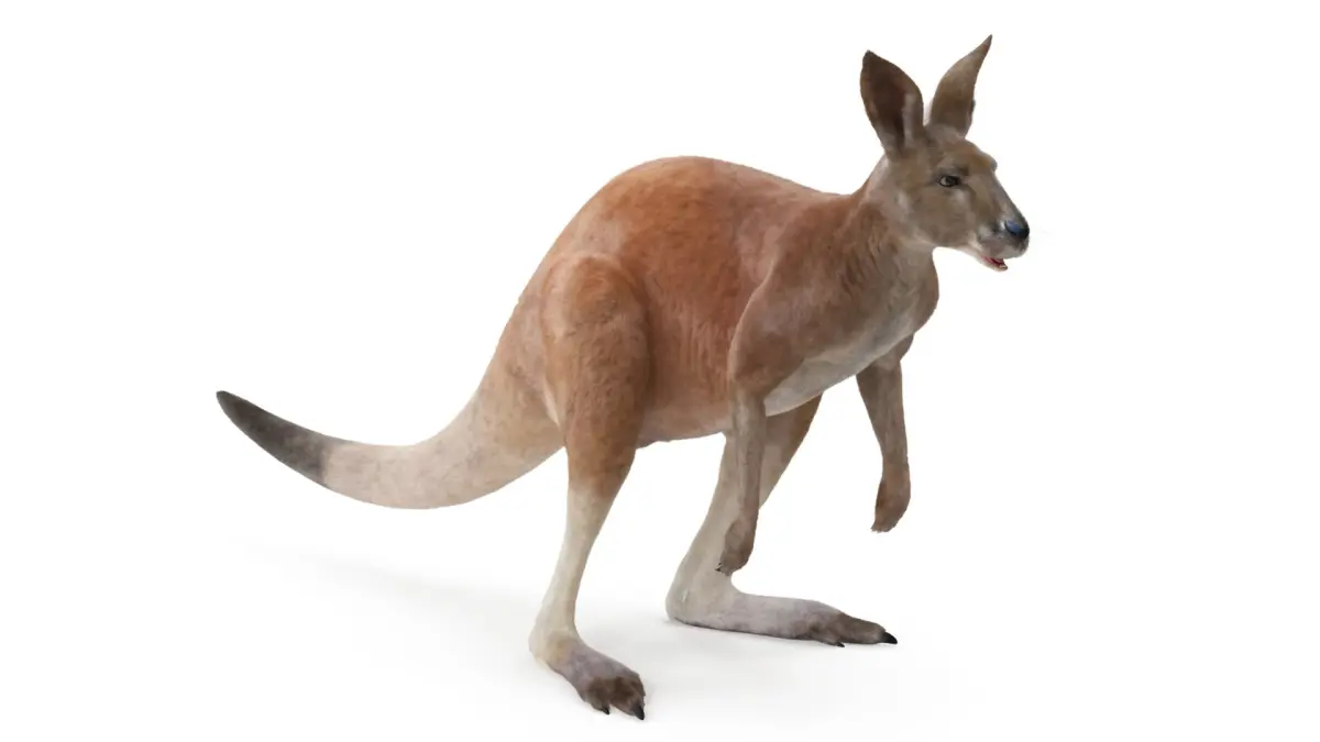 Kangaroo Fur Animated Rigged 3D model