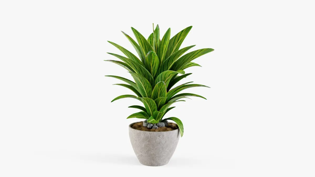 Plant 5 3D model