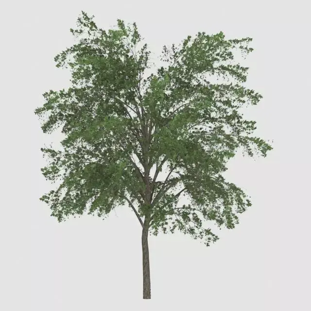 Outdoor Tree  Free 3D print model