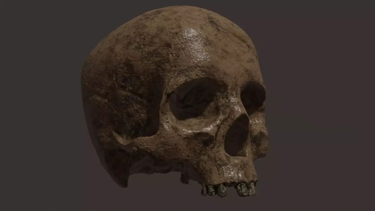 Scull  Free 3D model