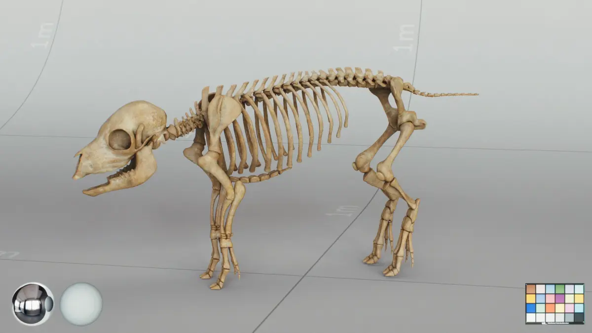 Piglet Skeleton 3D model