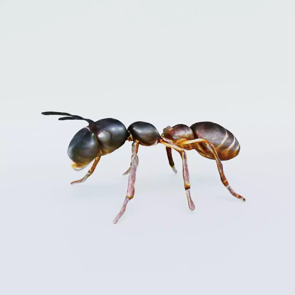 Ant Animal Free 3D model purchase
