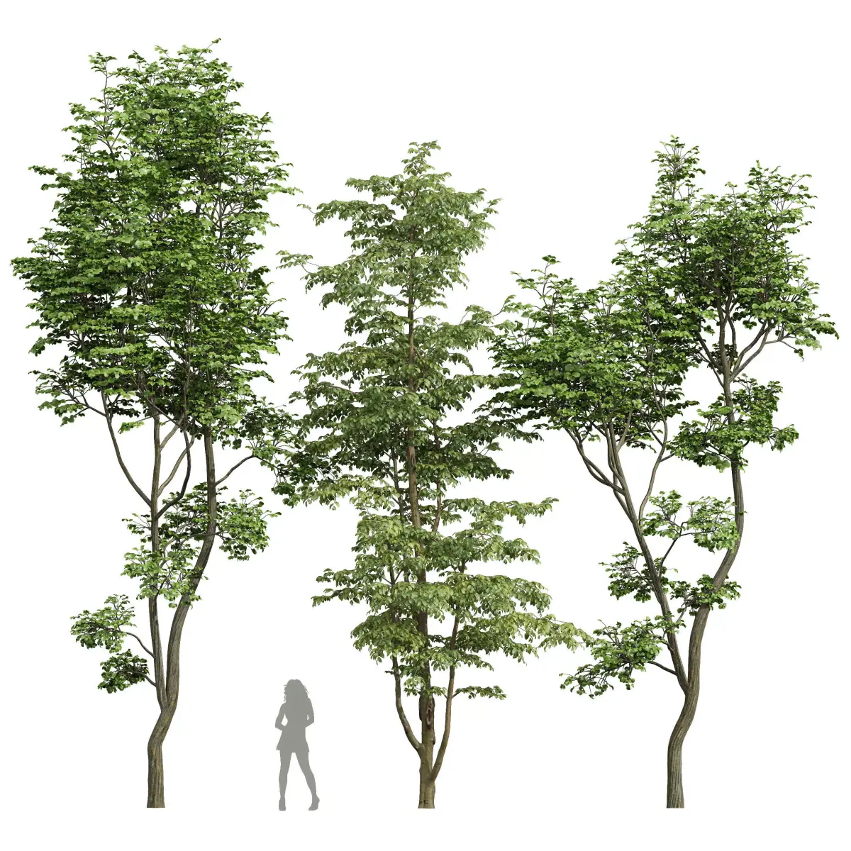 Carpinus Betulus and Hazel leave Free 3D model
