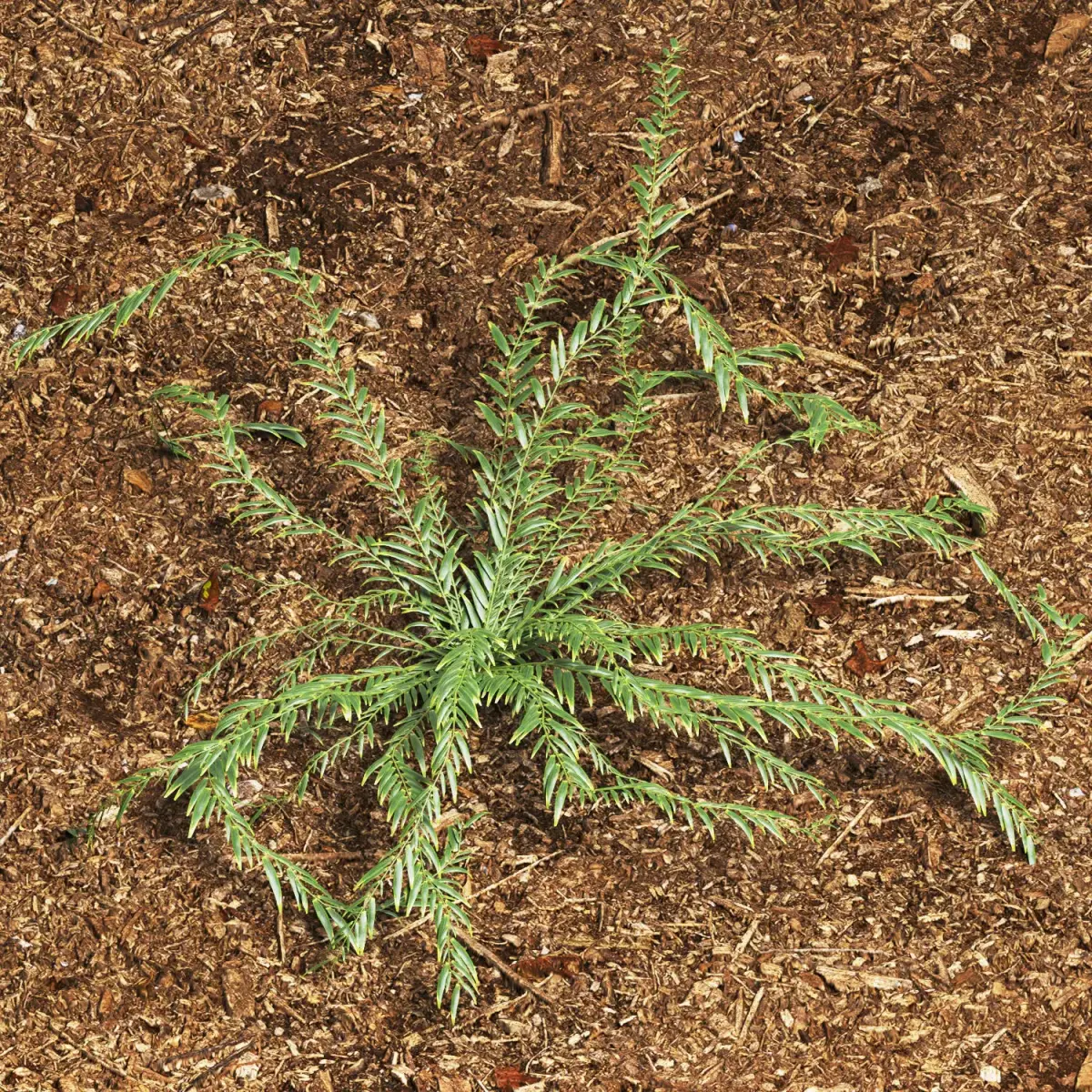 Grass eucalyptus plant 3D model