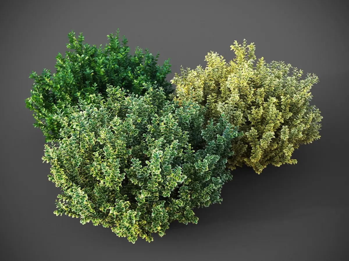 XfrogPlants Spindles - Euonymus Fortunei 3D model
