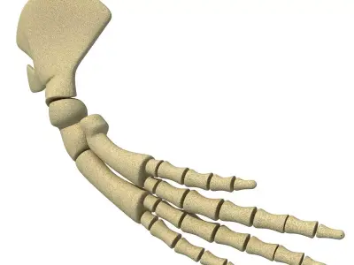 Whale Flipper Shoulder Bones 3D model