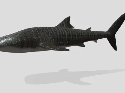 Whale Shark  Animated Low-poly Low-poly 3D model