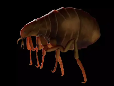 Flea Insect Low-poly 3D model