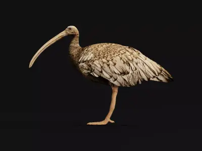 Giant Ibis Bird Low-poly 3D model