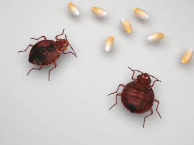 Bedbugs Set 3D model