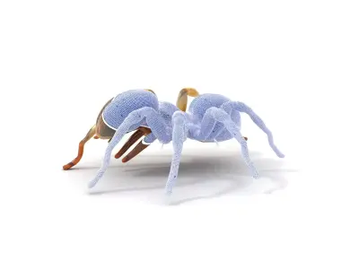Desert Arachnid Creature model pack Low-poly 3D model