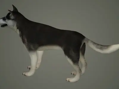 dog animal mammal husky siberian alaska cabin snow perro 3D model