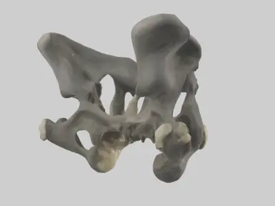 Gorilla Pelvis Low-poly 3D model