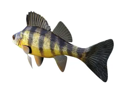 Yellow Perch Fish Perca Flavescens 3D model