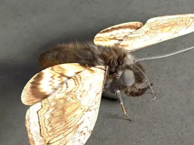 Moth insect Low-poly 3D model