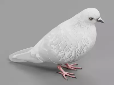 Realistic Dove - White Pigeon Low-poly 3D model