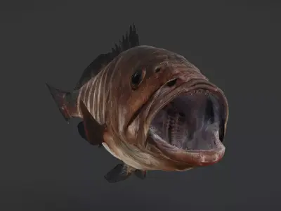 Bar Cod - Banded Rock Cod Animated 3D model