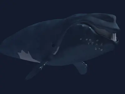 Right Whale 3D model