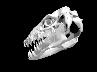 Mosasaurus skull Low-poly 3D model