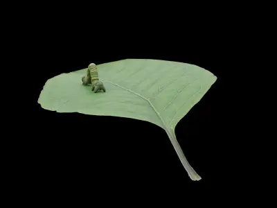 Caterpillar as low-poly model Low-poly 3D model