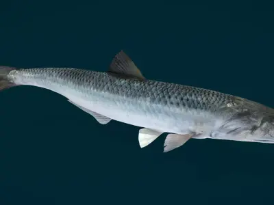 Anchovy Fish Animated 3D model