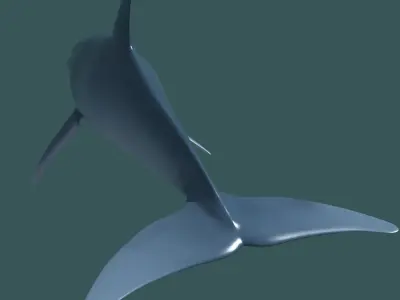 Dolphin - 3D model