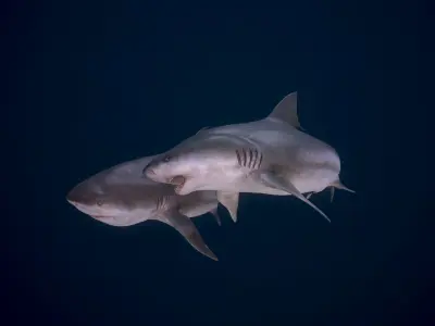 Bull Sharks Low-poly 3D model