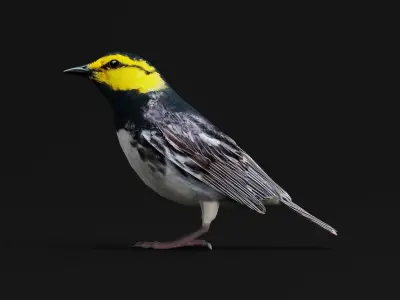 Golden Cheeked Warbler Songbird Low-poly 3D model