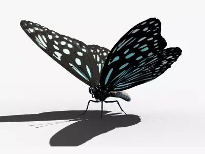 Butterfly Blue Tiger 3D model