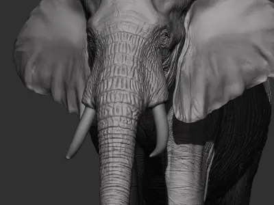 High detail African Elephant Sculpt 3D model