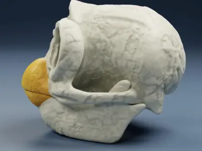 Furby Skull - Animal Skull 3D print model