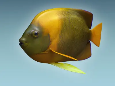 Angle Fish 14 3D model